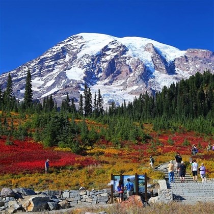 Mt Rainier Leaf