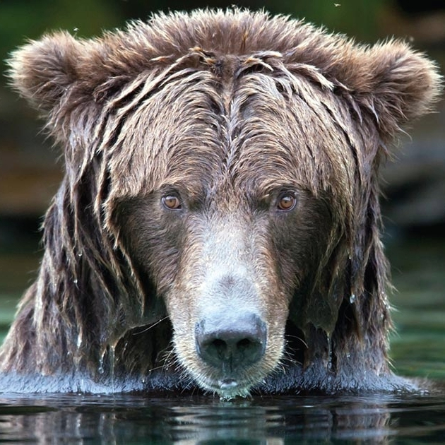 Grizzly