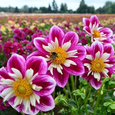 Dahlia