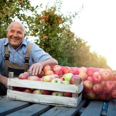 Apple Harvest