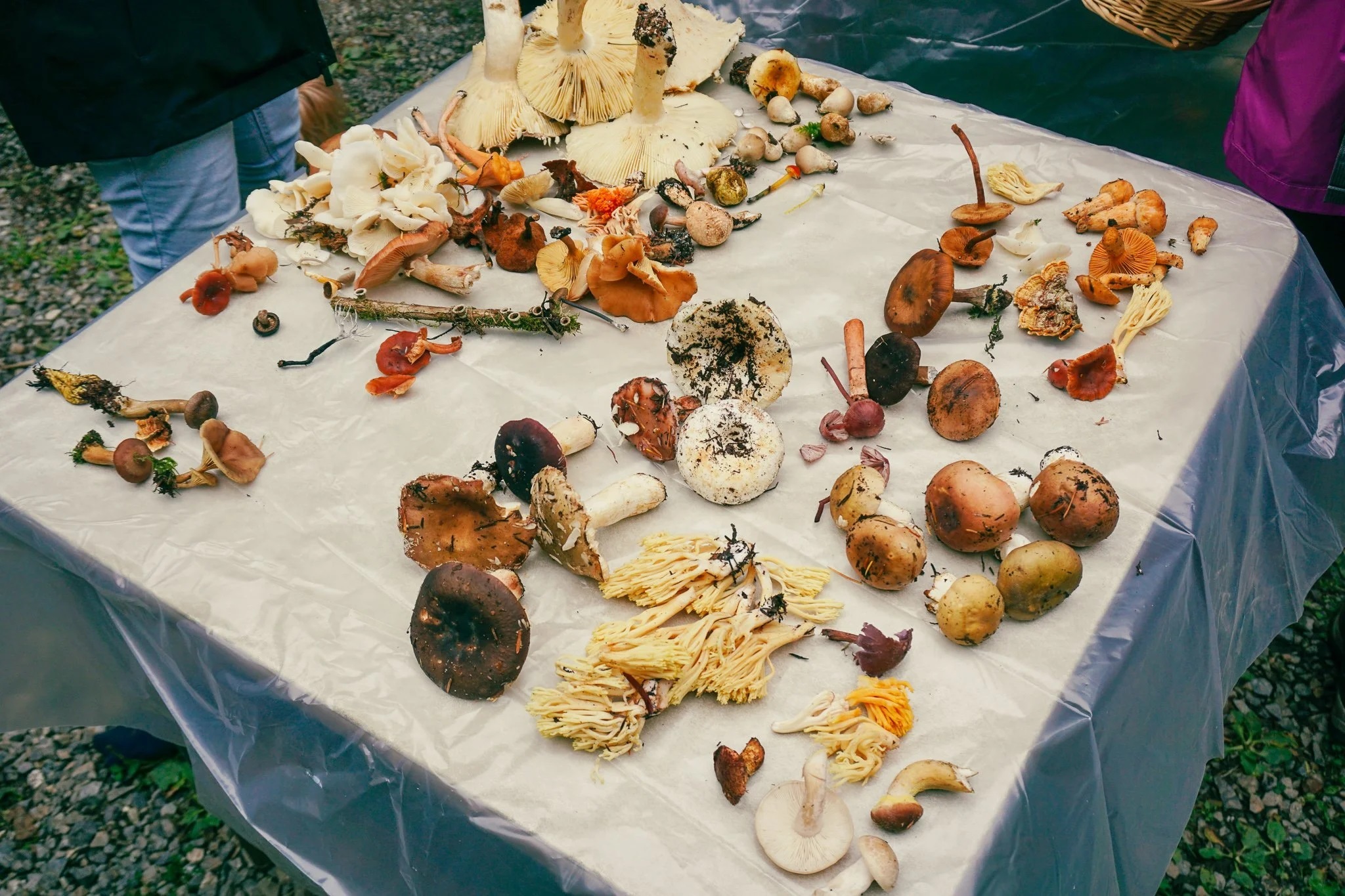 mushrooms DSC03709.jpg