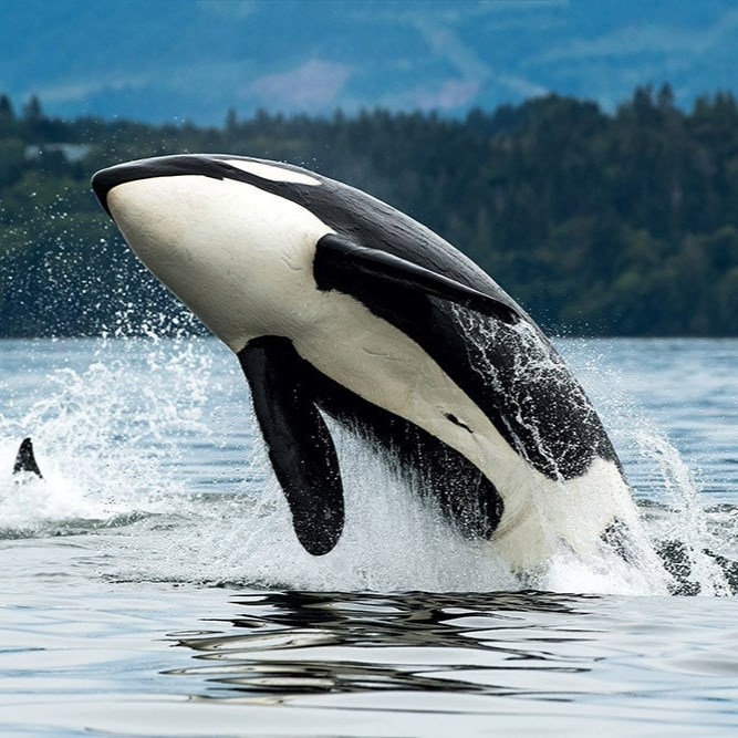 Orca