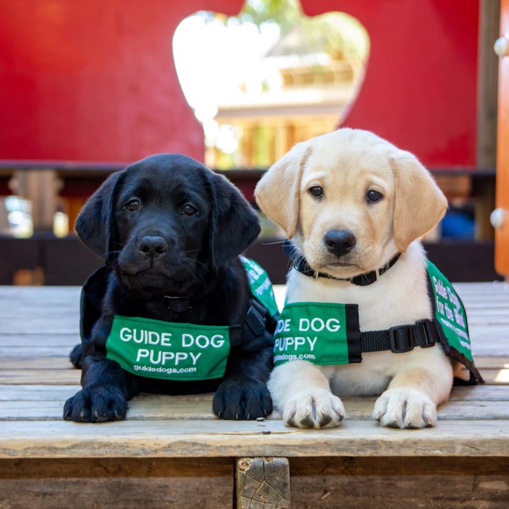 Guide Dogs