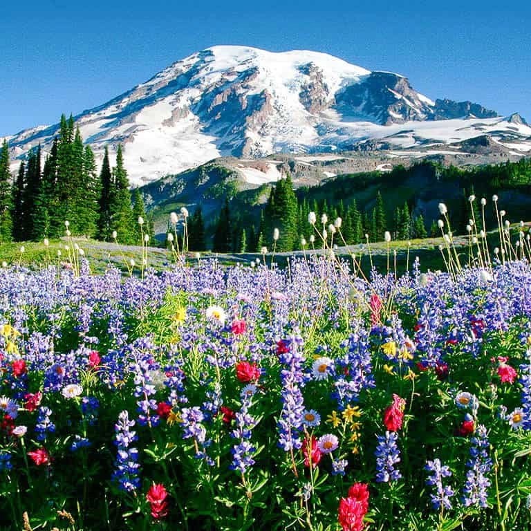 Mt Rainier