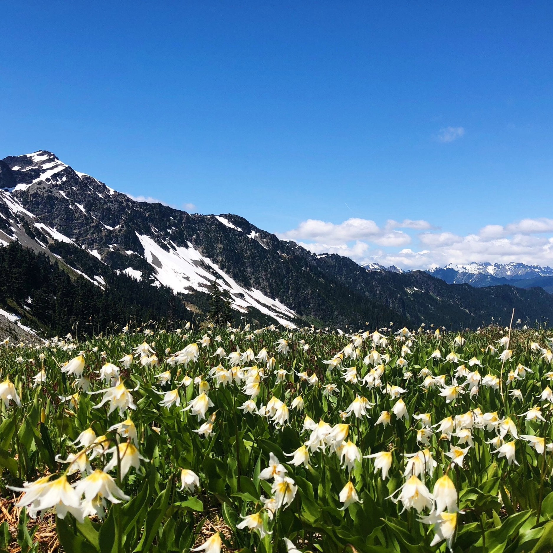 Hurricane Ridge Flowers