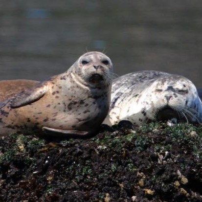 harbor seals
